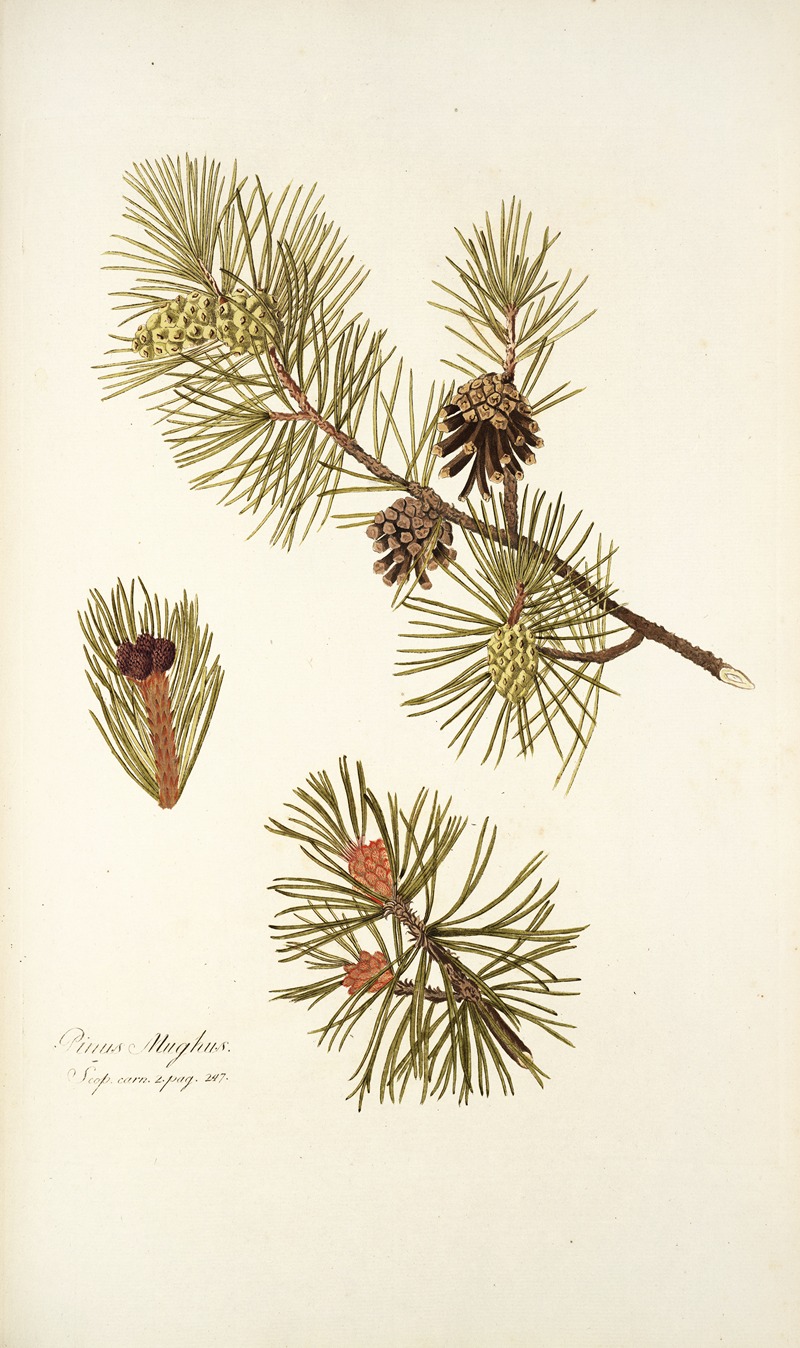 Nikolaus Joseph Freiherr von Jacquin - Pinus mughus