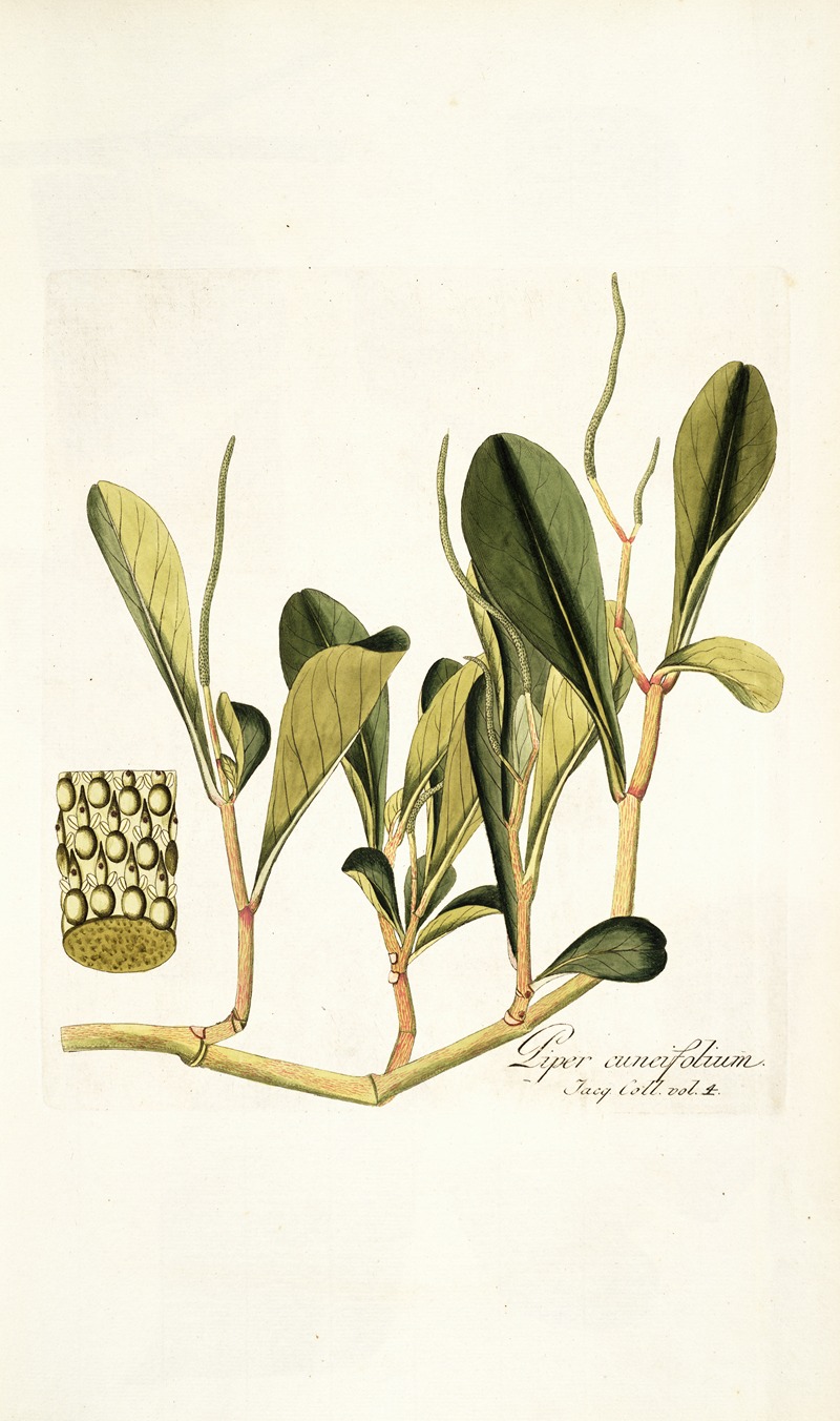 Nikolaus Joseph Freiherr von Jacquin - Piper cuneifolium