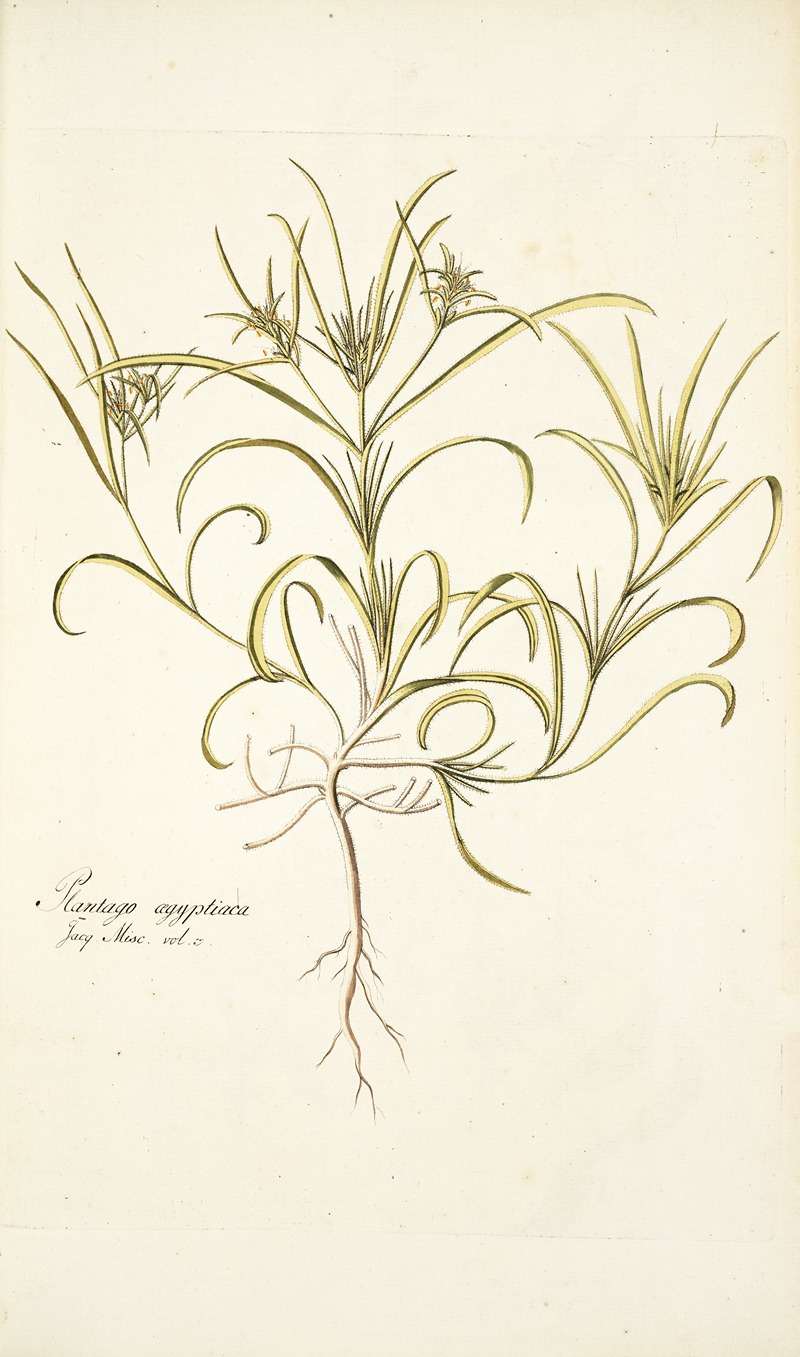 Nikolaus Joseph Freiherr von Jacquin - Plantago aegyptiaca