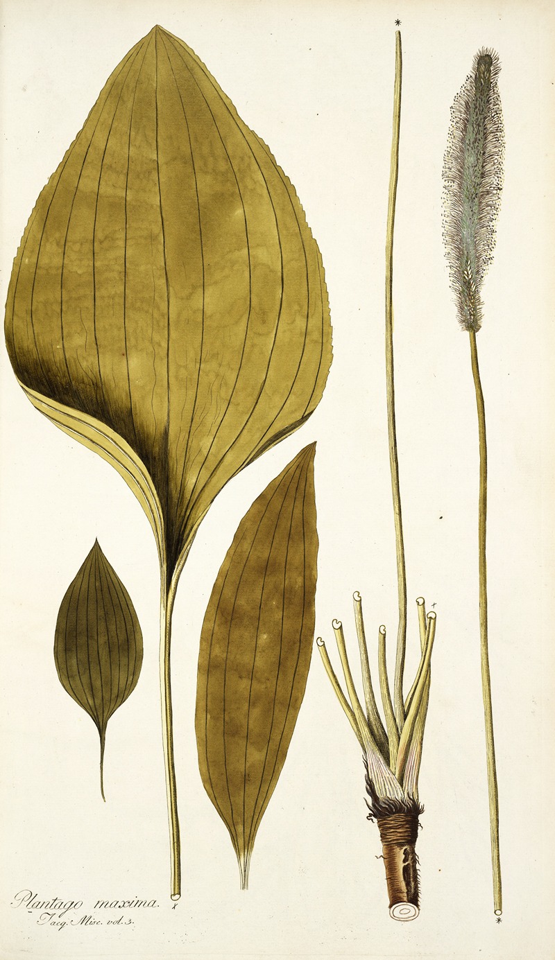 Nikolaus Joseph Freiherr von Jacquin - Plantago maxima