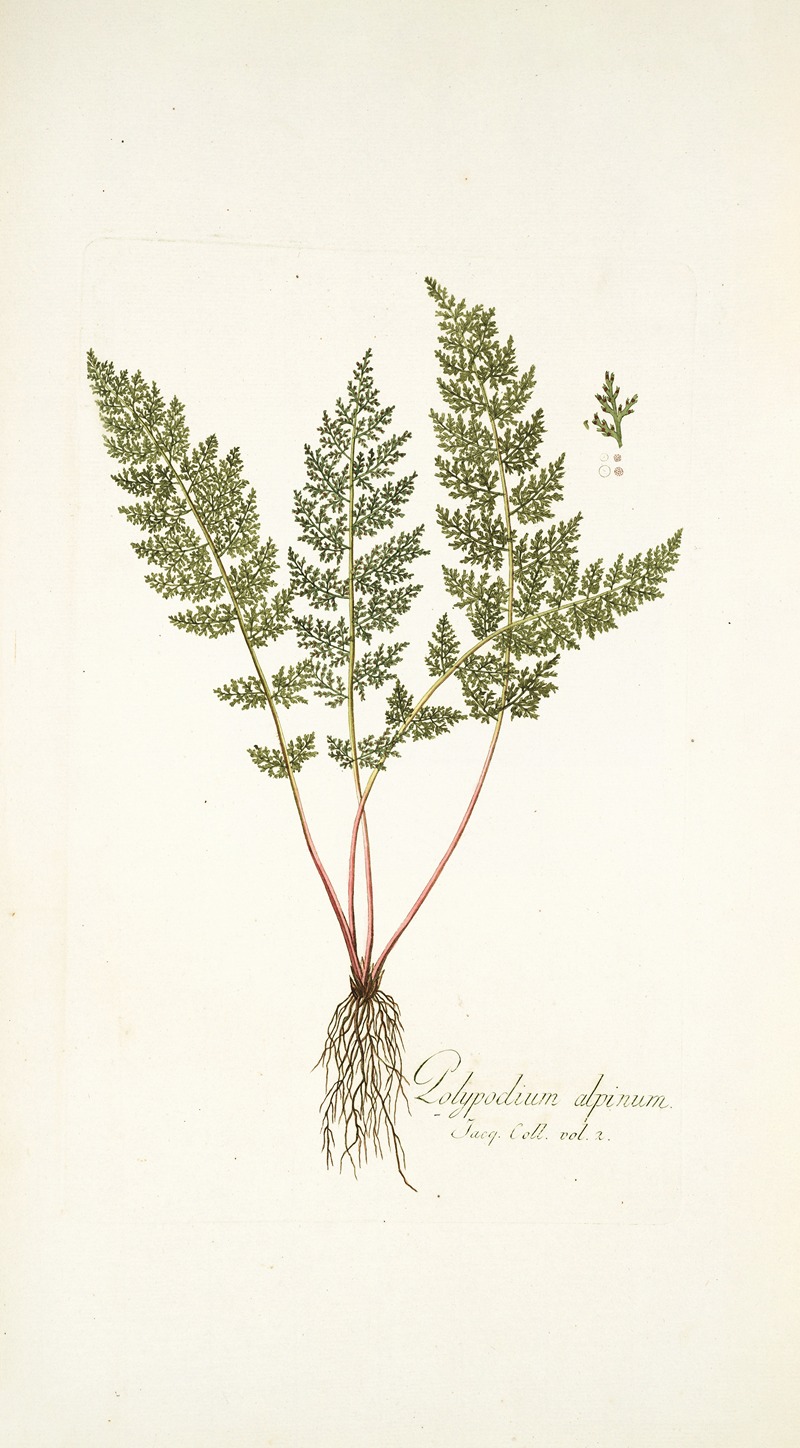 Nikolaus Joseph Freiherr von Jacquin - Polypodium alpinum