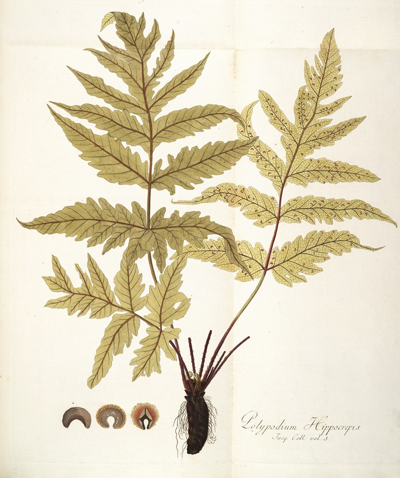 Nikolaus Joseph Freiherr von Jacquin - Polypodium hippocrepis