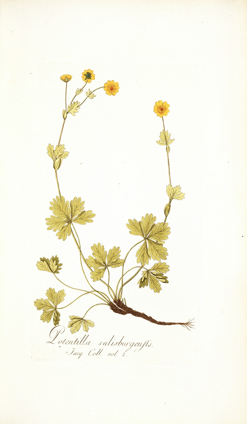 Nikolaus Joseph Freiherr von Jacquin - Potentilla salisburgensis