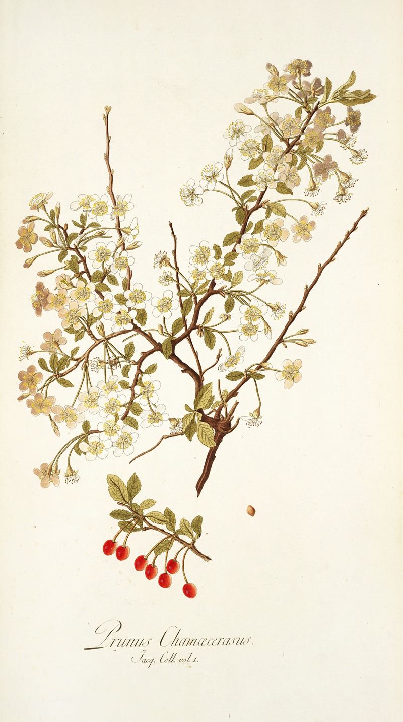 Nikolaus Joseph Freiherr von Jacquin - Prunus chamaecerasu