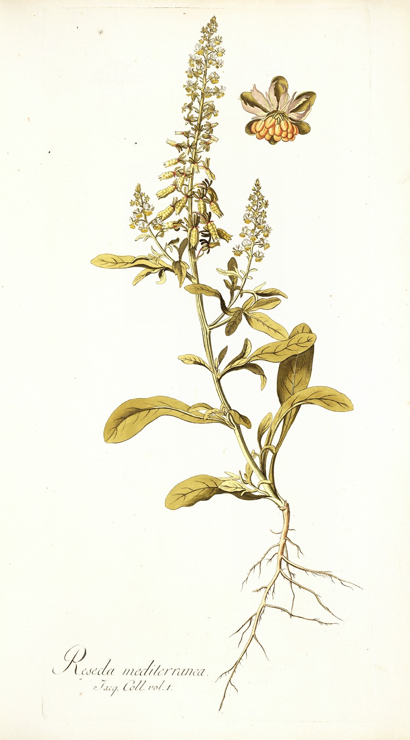 Nikolaus Joseph Freiherr von Jacquin - Reseda mediterranea