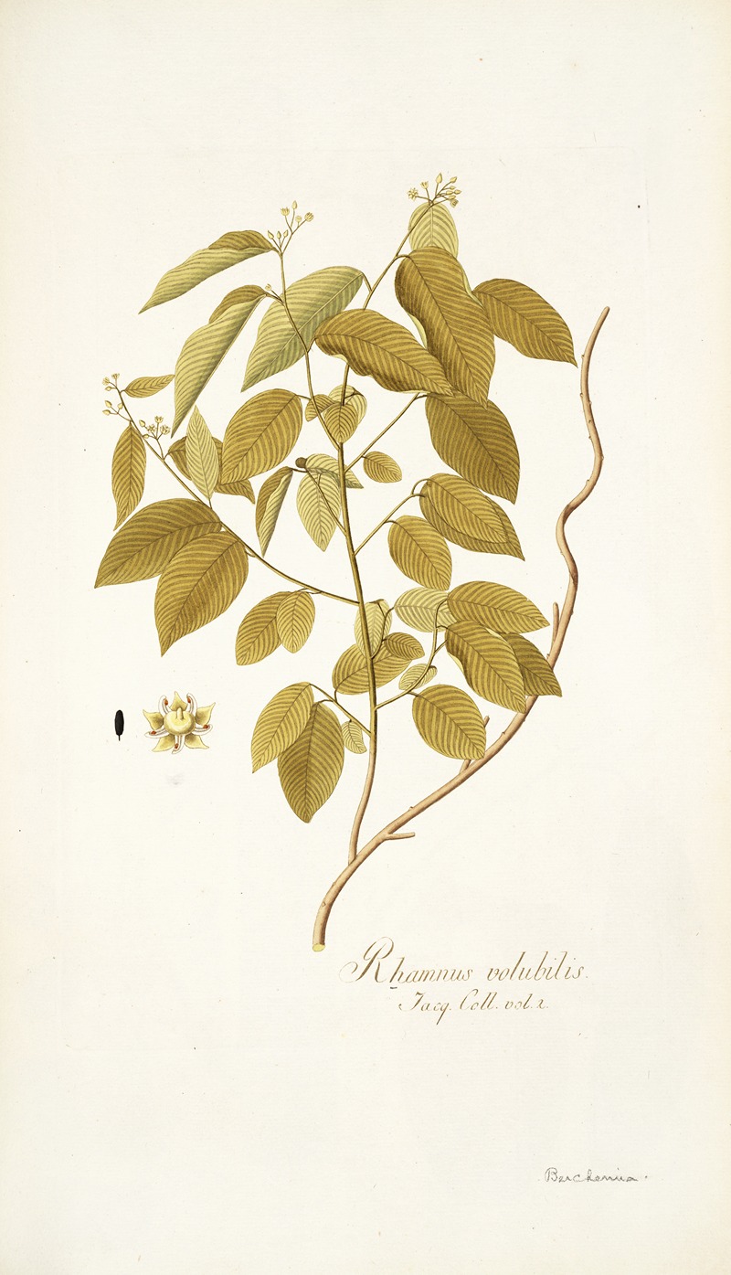 Nikolaus Joseph Freiherr von Jacquin - Rhamnus volubilis