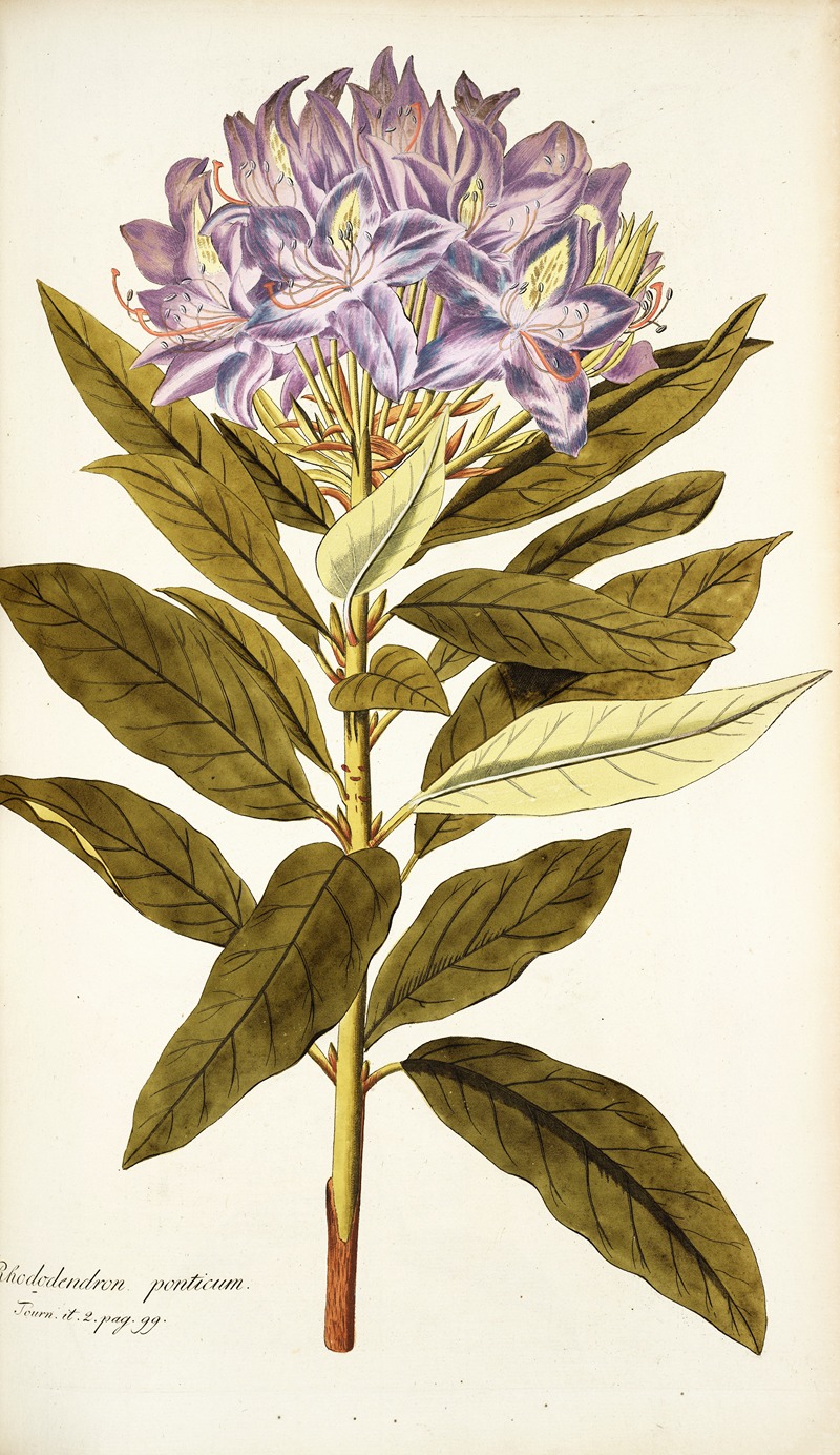 Nikolaus Joseph Freiherr von Jacquin - Rhododendron ponticum
