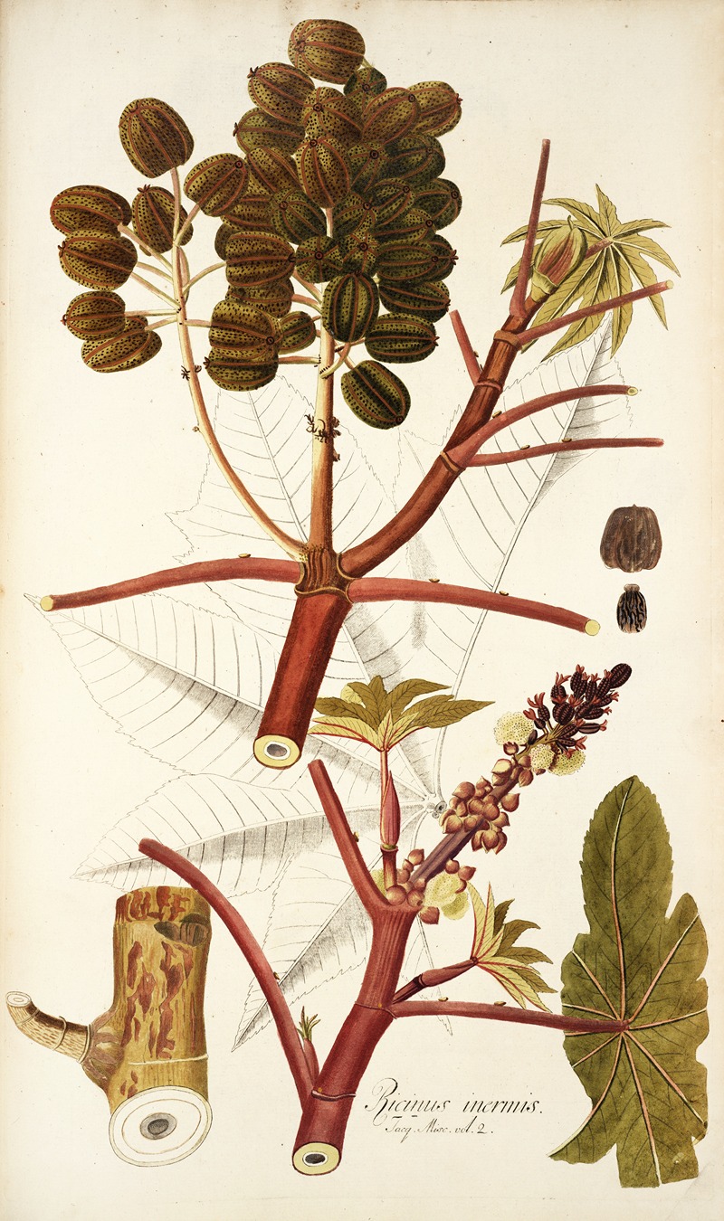 Nikolaus Joseph Freiherr von Jacquin - Ricinus inermis