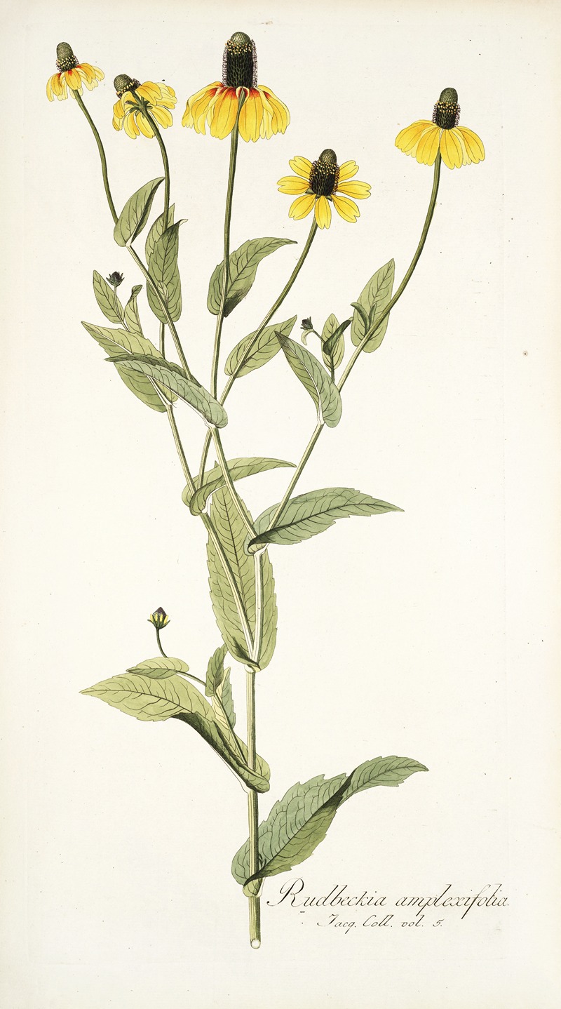 Nikolaus Joseph Freiherr von Jacquin - Rudbeckia amplexifolia