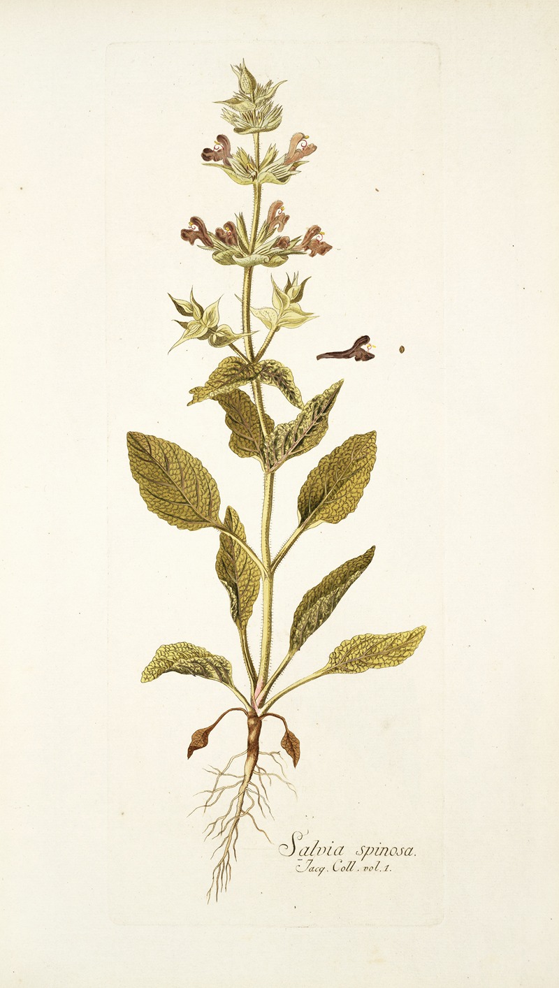 Nikolaus Joseph Freiherr von Jacquin - Salvia spinosa