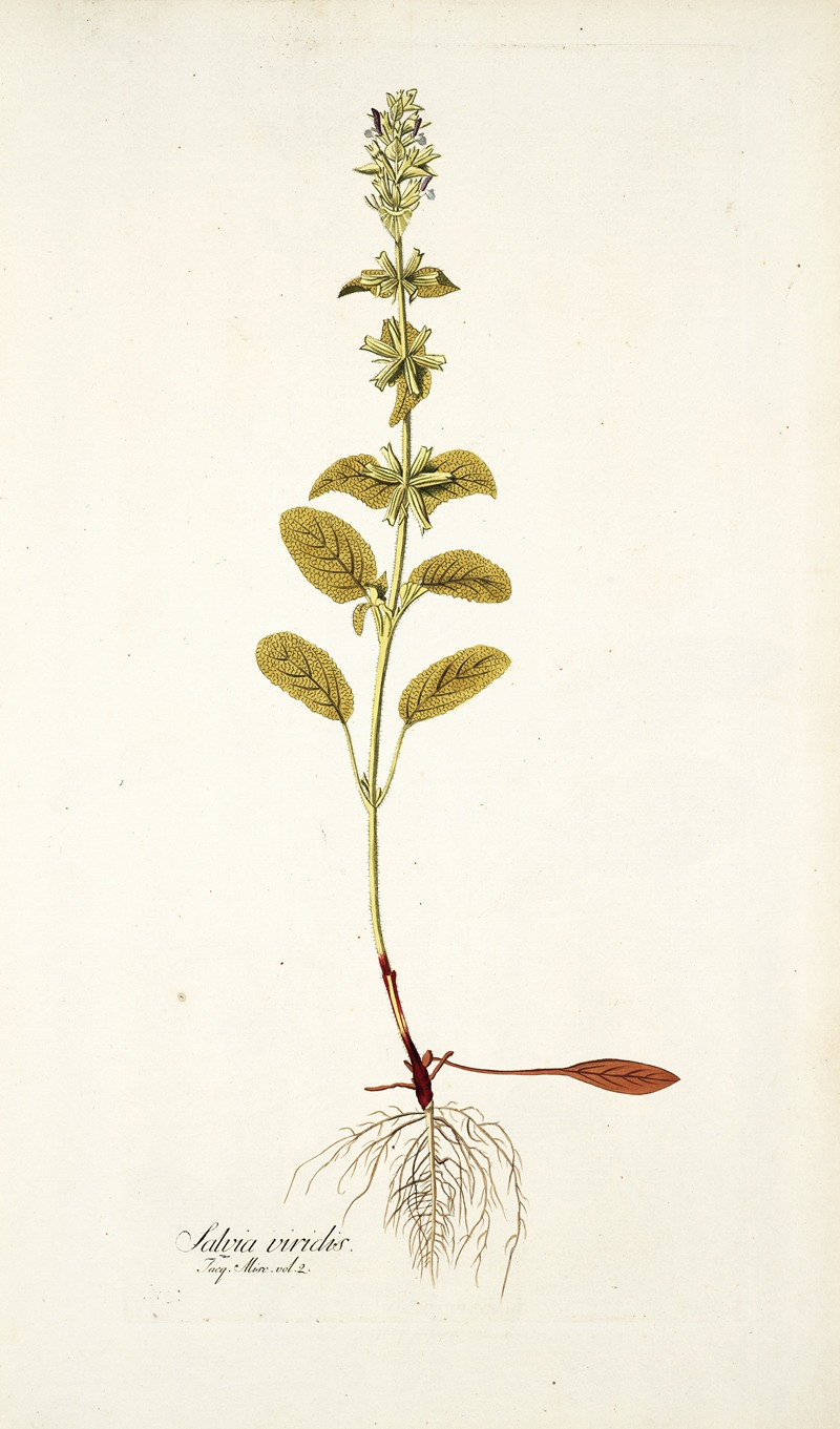 Nikolaus Joseph Freiherr von Jacquin - Salvia viridis