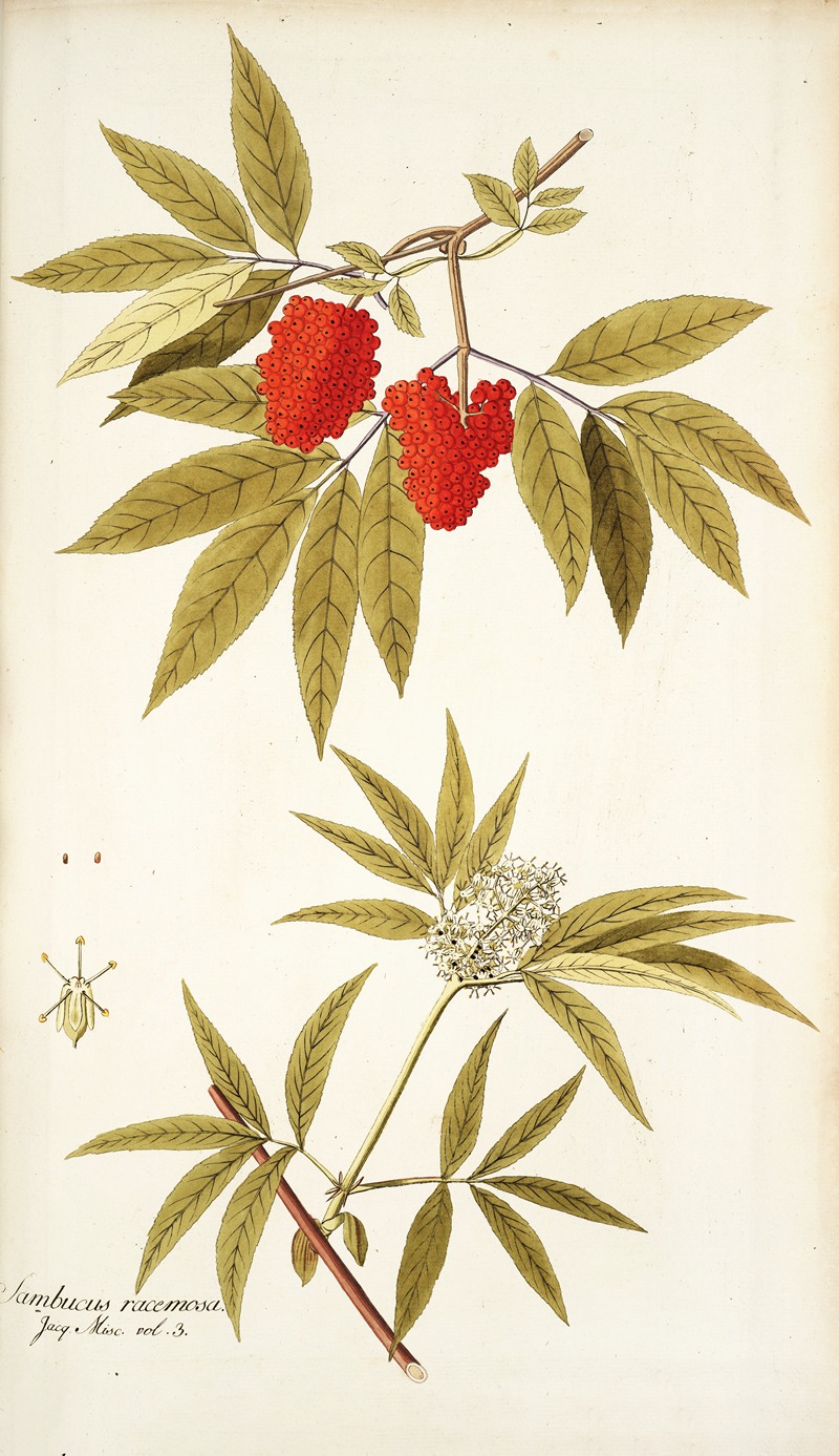 Nikolaus Joseph Freiherr von Jacquin - Sambucus racemosa