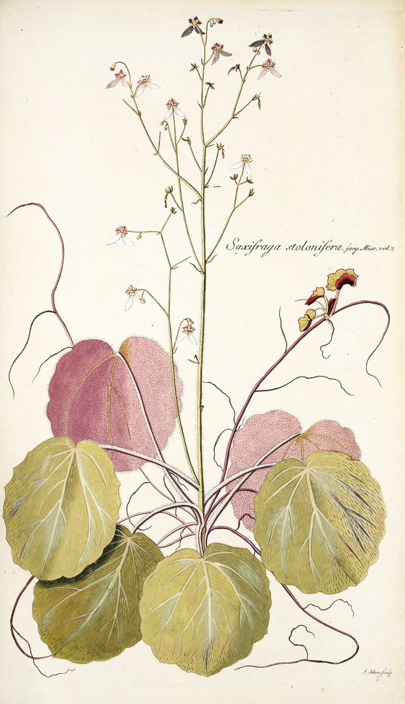 Nikolaus Joseph Freiherr von Jacquin - Saxifraga stolonifera