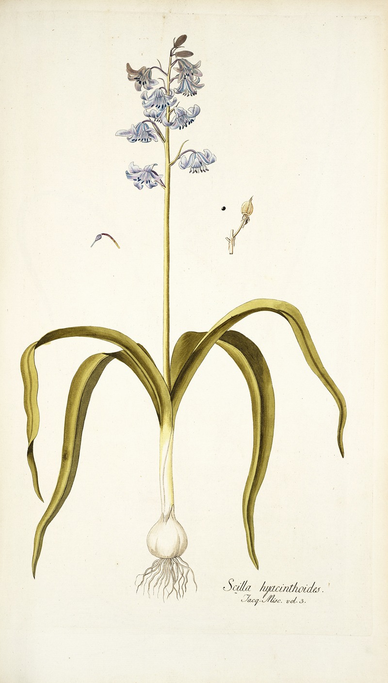 Nikolaus Joseph Freiherr von Jacquin - Scilla hyacinthoides