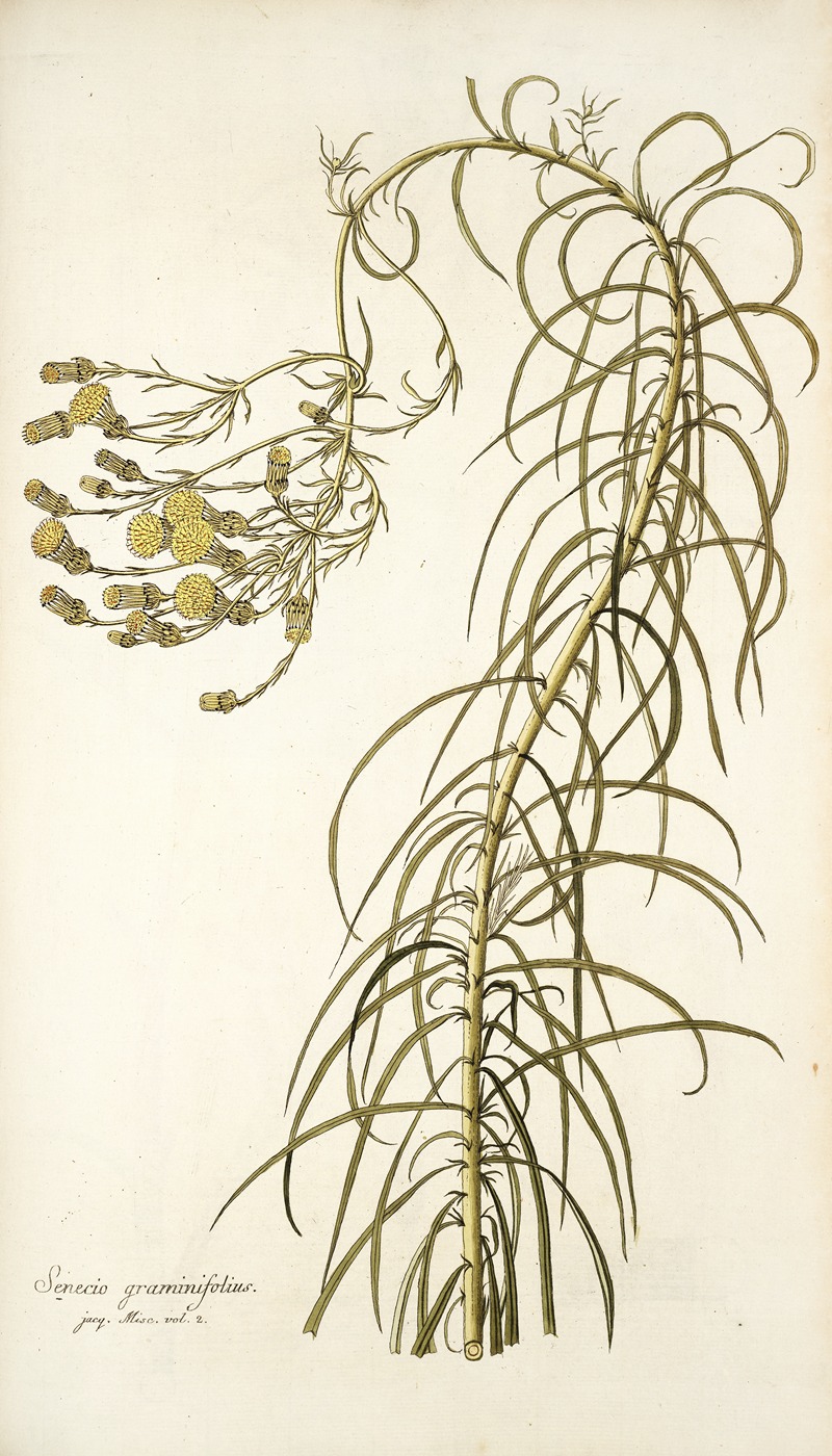 Nikolaus Joseph Freiherr von Jacquin - Senecio graminifolius