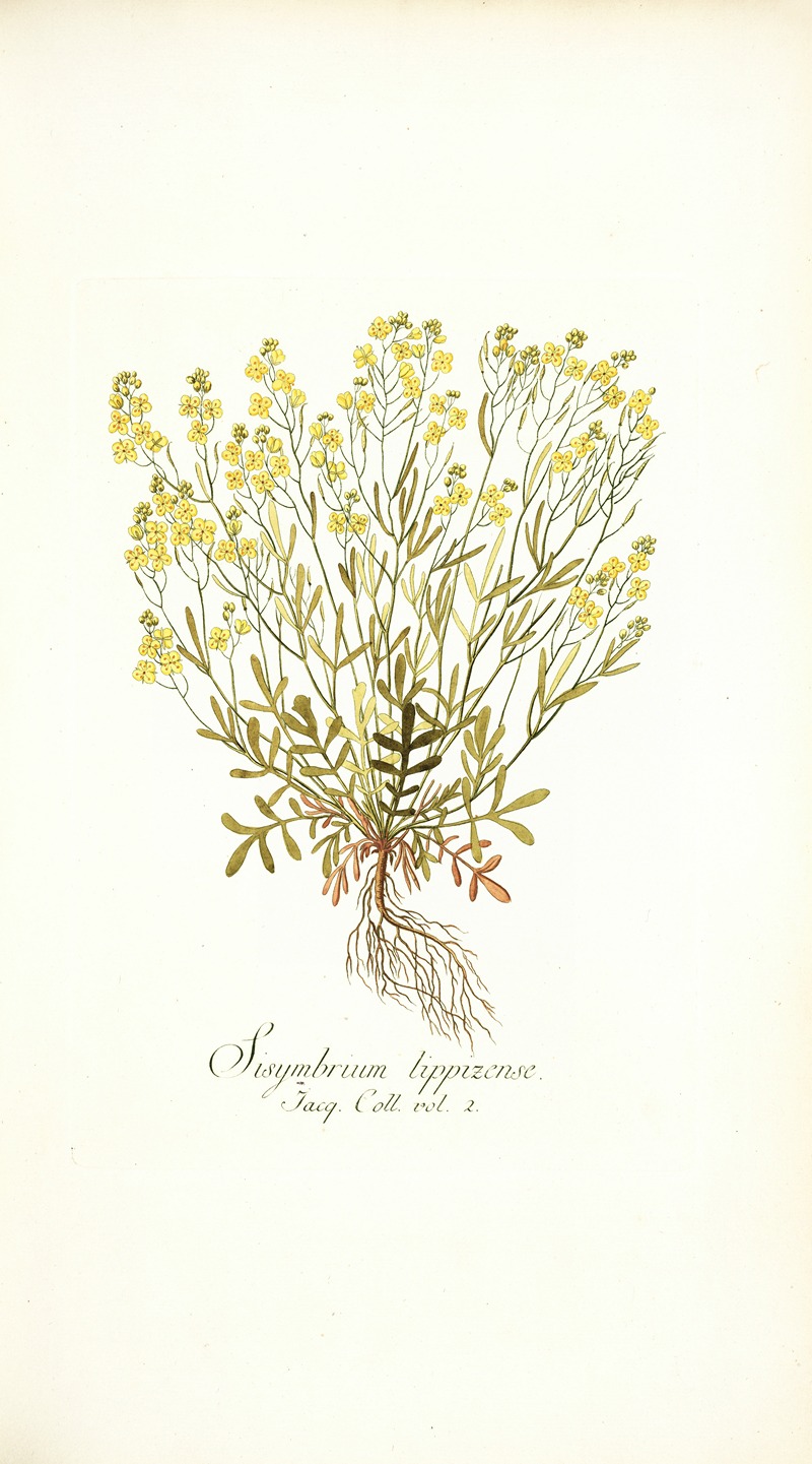 Nikolaus Joseph Freiherr von Jacquin - Sisymbrium lippizense