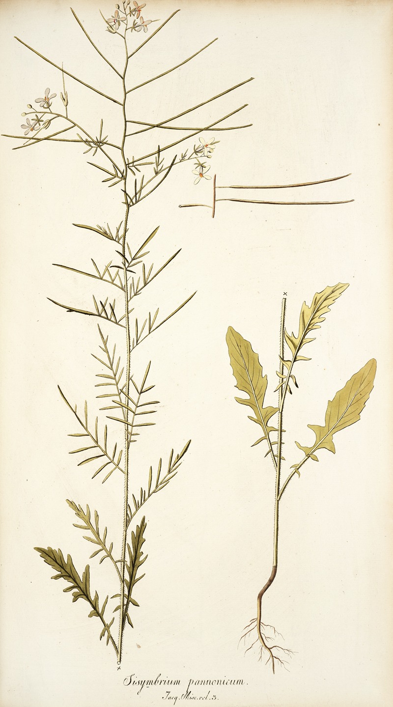 Nikolaus Joseph Freiherr von Jacquin - Sisymbrium pannonicum