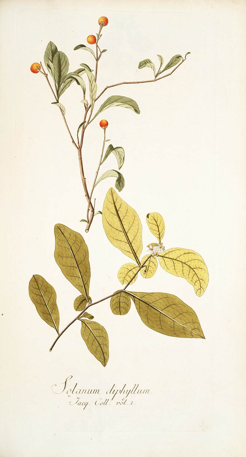 Nikolaus Joseph Freiherr von Jacquin - Solanum diphyllum