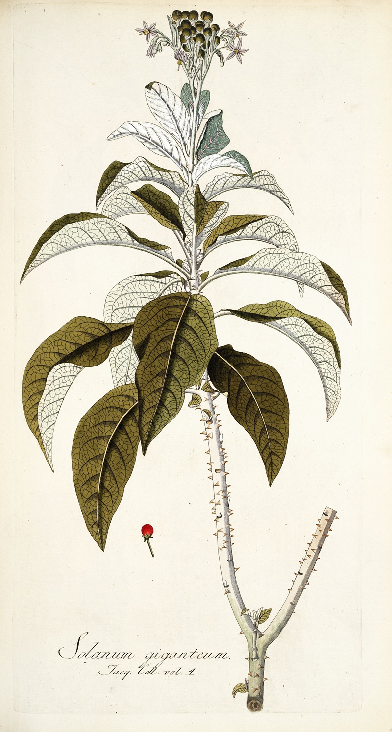 Nikolaus Joseph Freiherr von Jacquin - Solanum giganteum