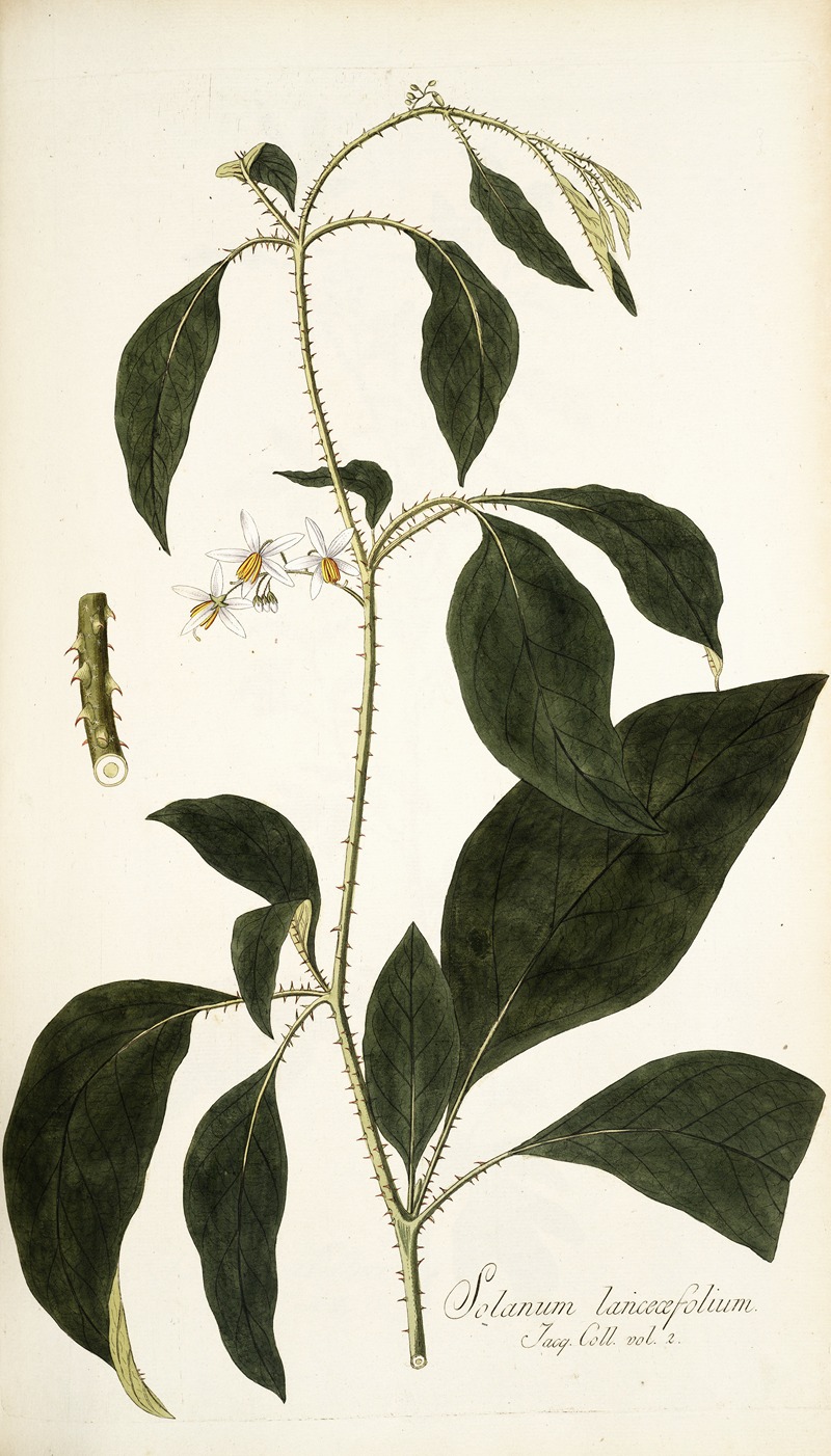 Nikolaus Joseph Freiherr von Jacquin - Solanum lanceaefolium