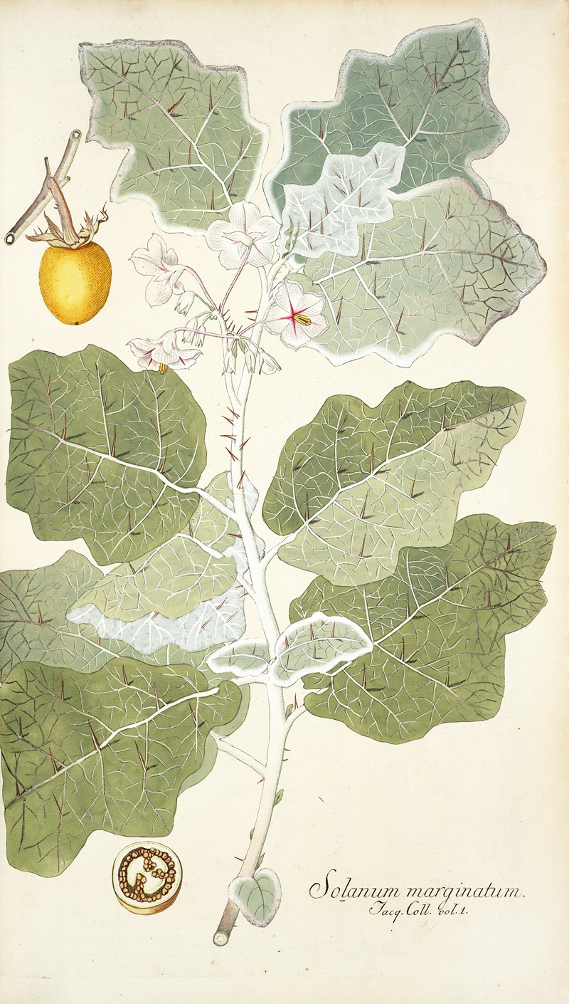 Nikolaus Joseph Freiherr von Jacquin - Solanum marginatum