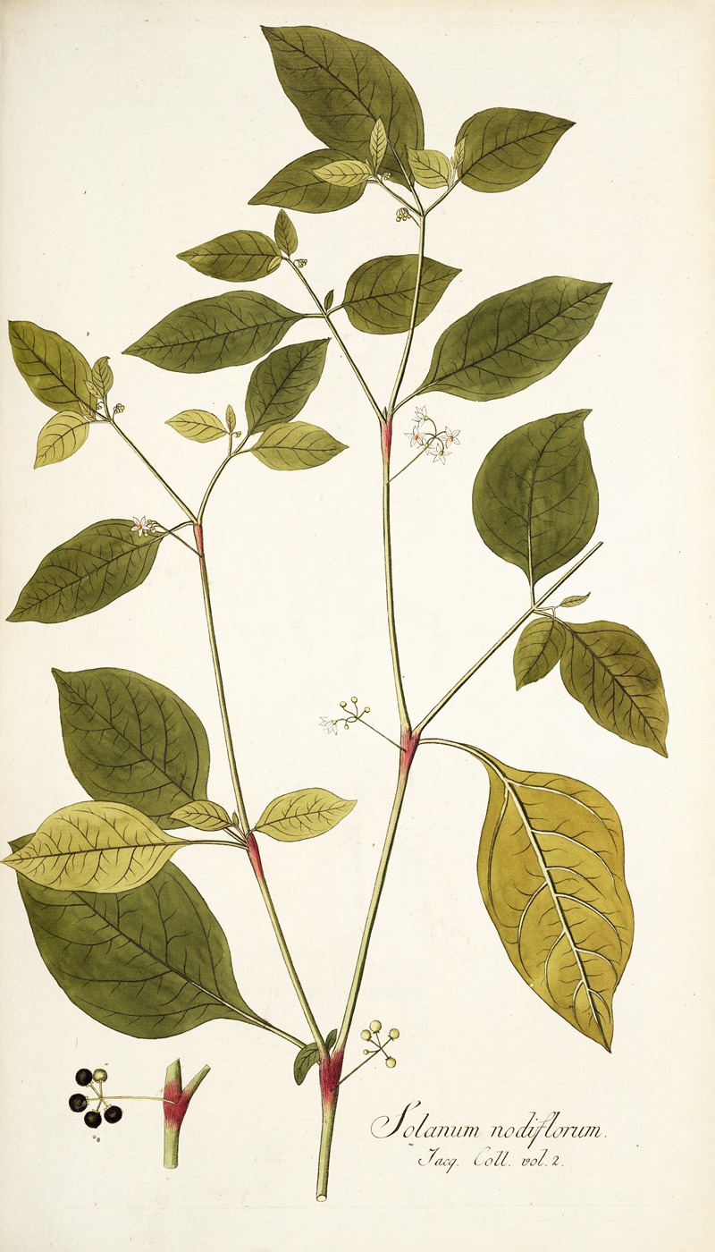Nikolaus Joseph Freiherr von Jacquin - Solanum nodiflorum