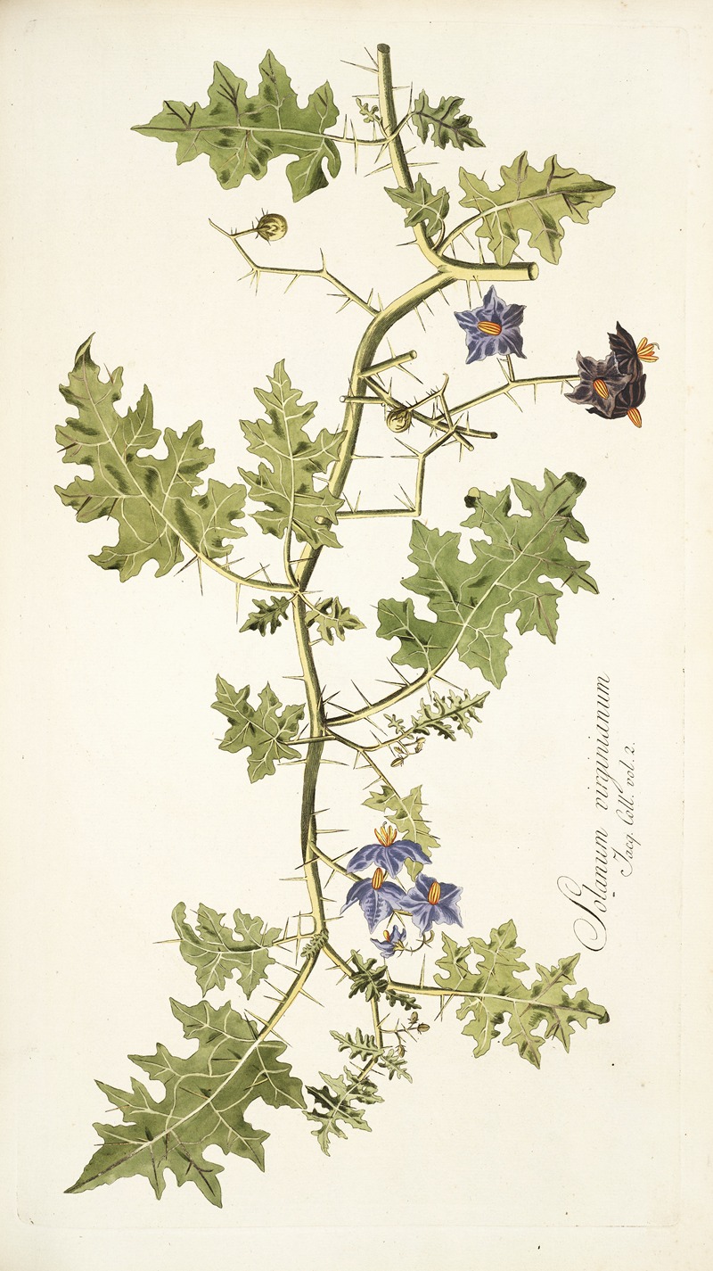 Nikolaus Joseph Freiherr von Jacquin - Solanum virginianum