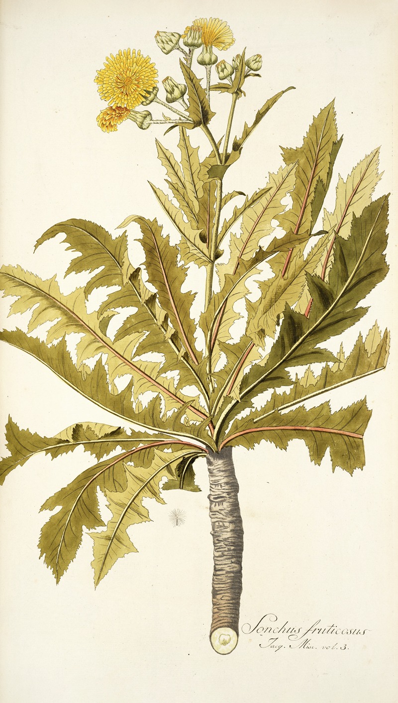 Nikolaus Joseph Freiherr von Jacquin - Sonchus fruticosus