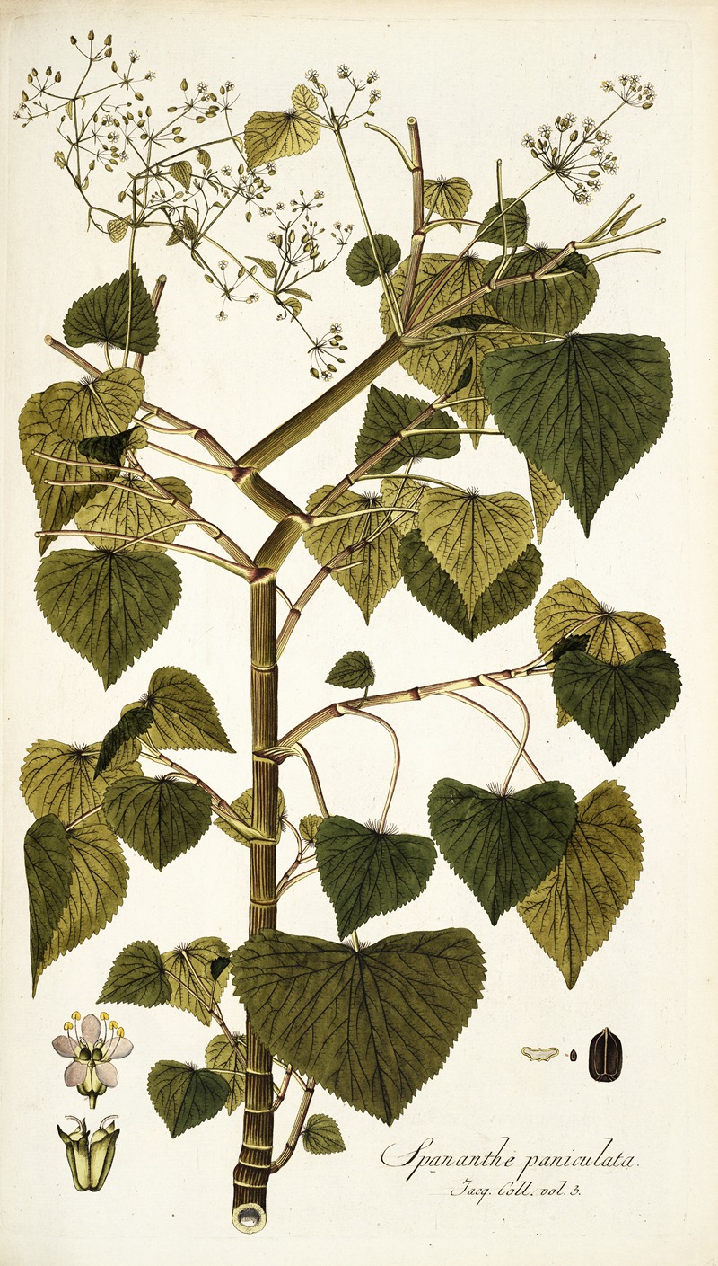 Nikolaus Joseph Freiherr von Jacquin - Spananthe paniculata