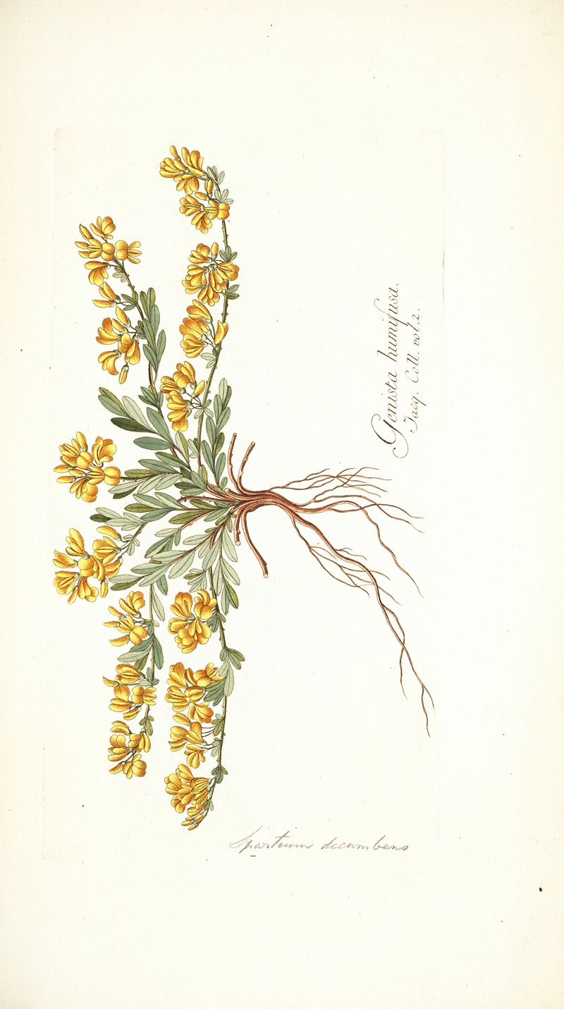 Nikolaus Joseph Freiherr von Jacquin - Spartium decumbens