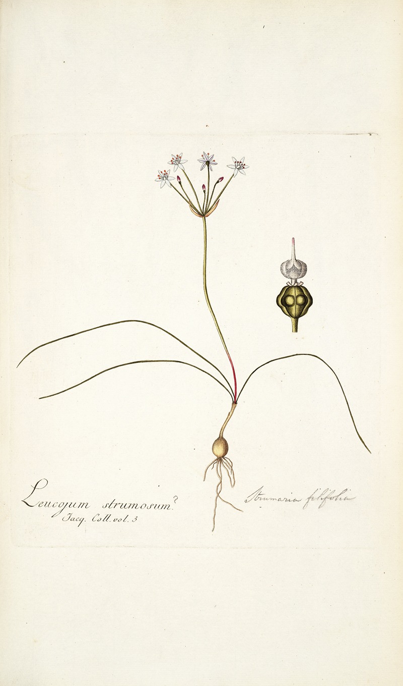 Nikolaus Joseph Freiherr von Jacquin - Strumaria filifolia