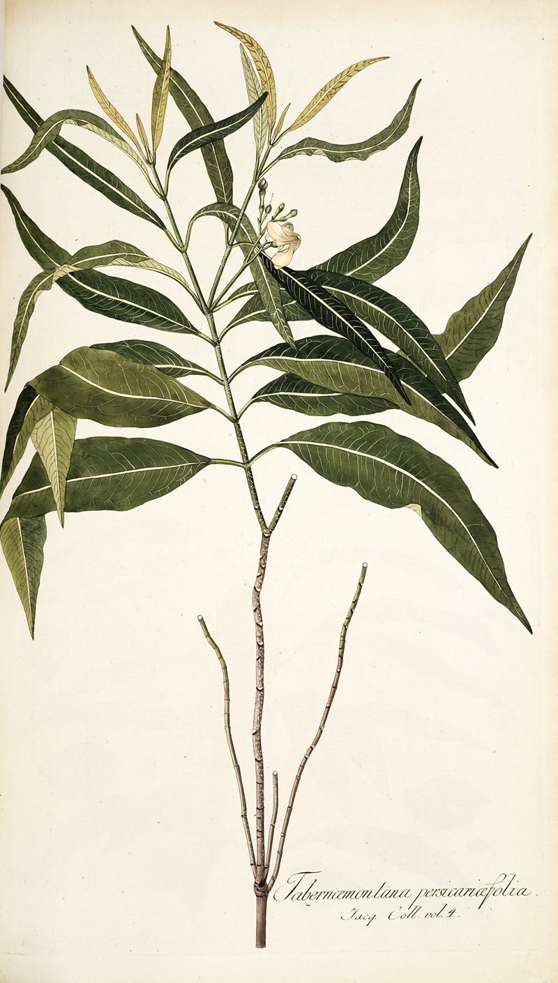 Nikolaus Joseph Freiherr von Jacquin - Tabernaemontana persicariaefolia