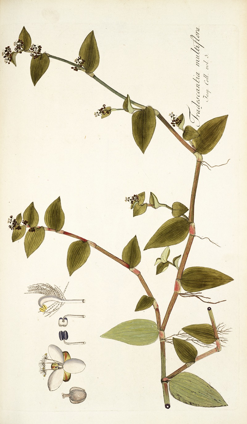 Nikolaus Joseph Freiherr von Jacquin - Tradescantia multiflora