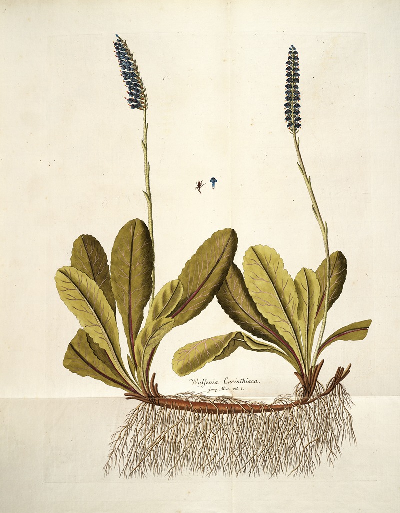 Nikolaus Joseph Freiherr von Jacquin - Wulfenia Carinthiaca