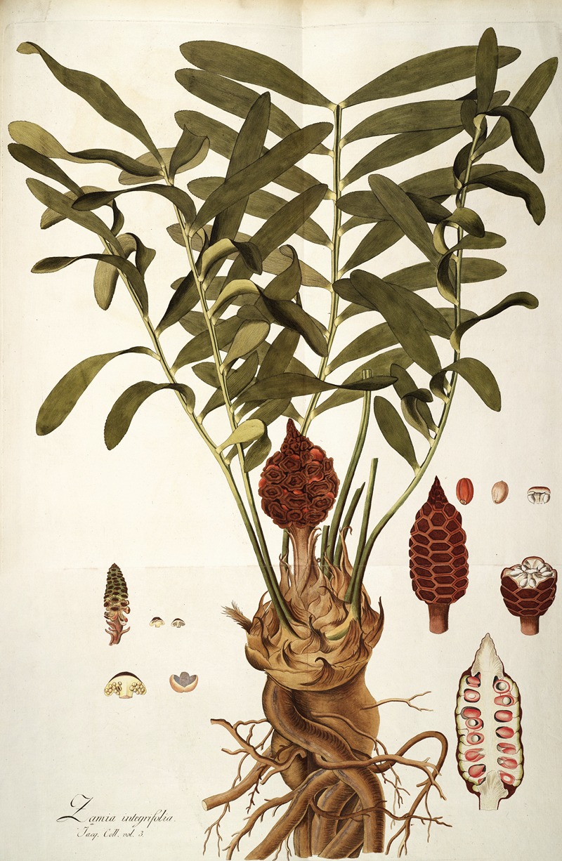 Nikolaus Joseph Freiherr von Jacquin - Zamia integrifolia