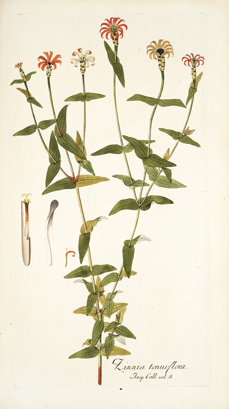 Nikolaus Joseph Freiherr von Jacquin - Zinnia tenuiflora