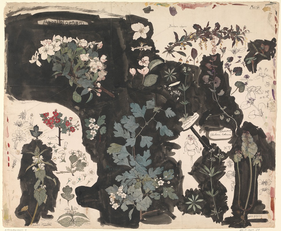 Theo Nieuwenhuis - Study of Apple Blossom, Dead Nettle, Mayflower, and Ground Ivy
