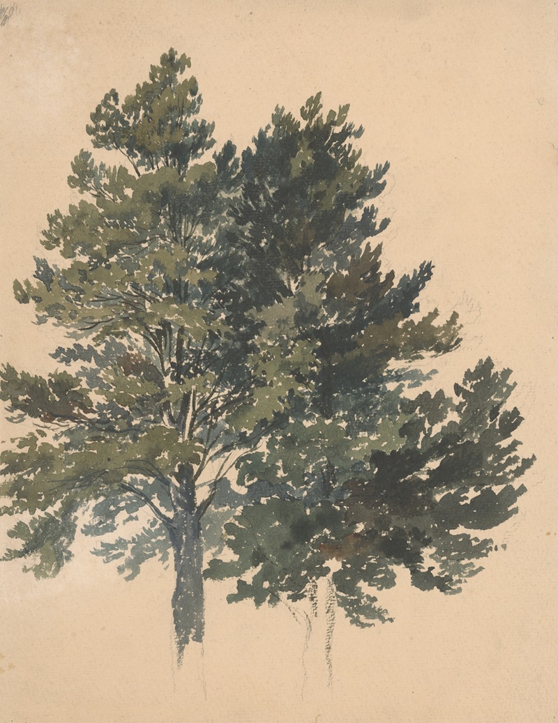 Friedrich Carl von Scheidlin - Study of a Treetop
