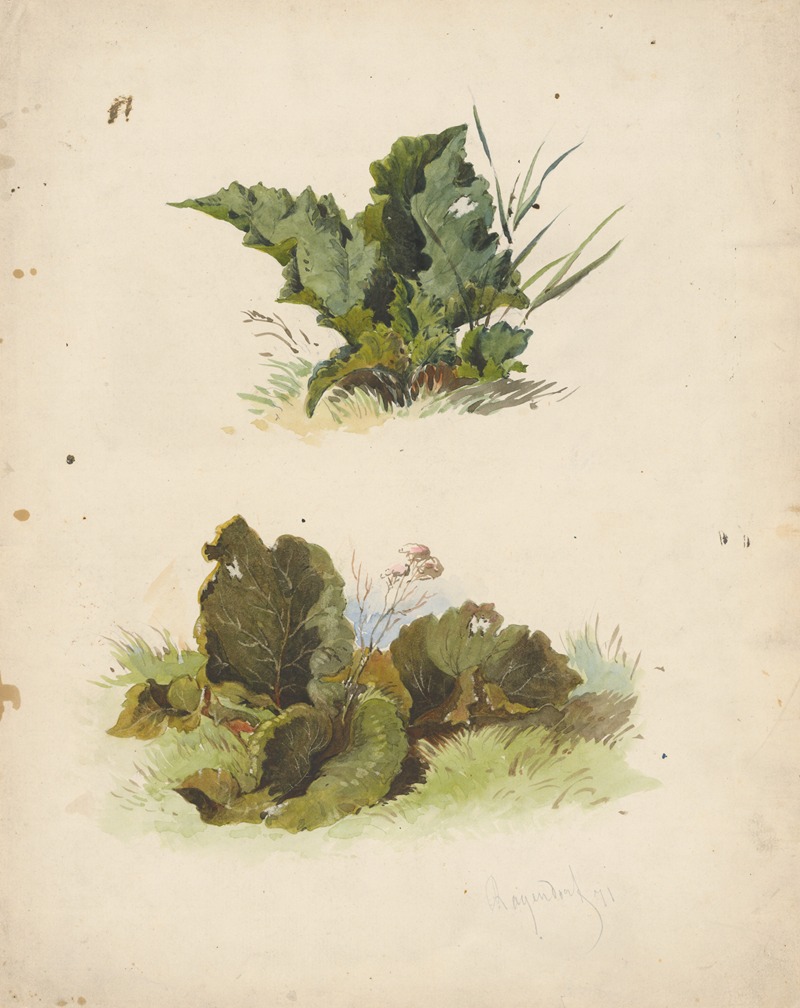 Friedrich Carl von Scheidlin - Study of Broadleaved Plants