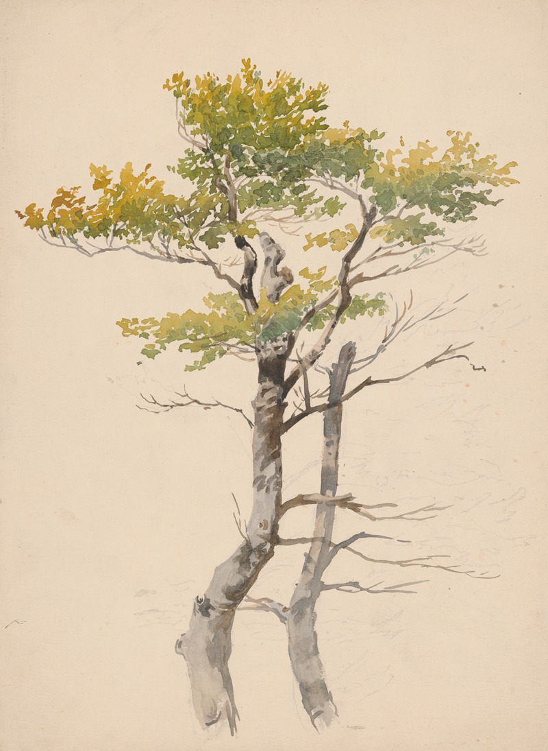 Friedrich Carl von Scheidlin - Study of Deciduous Tree