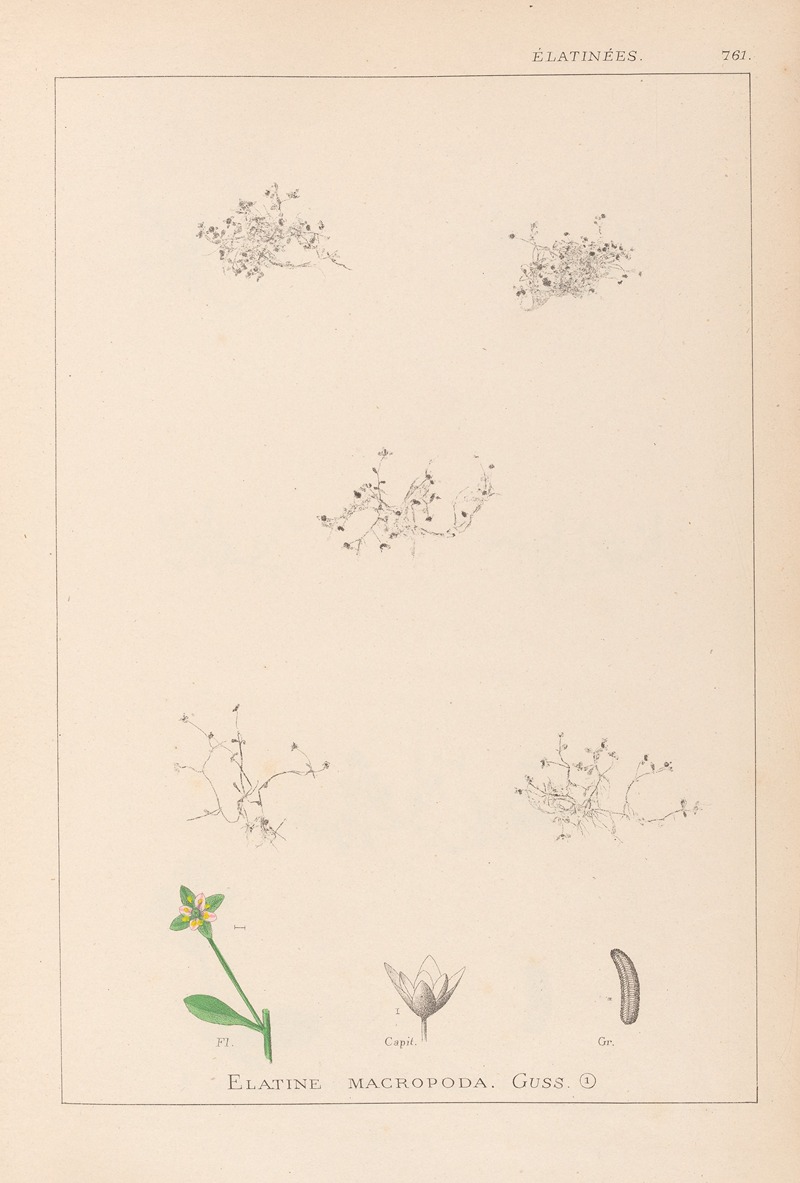 Louis Antoine Cusin - Herbier de la flore française Pl.0003