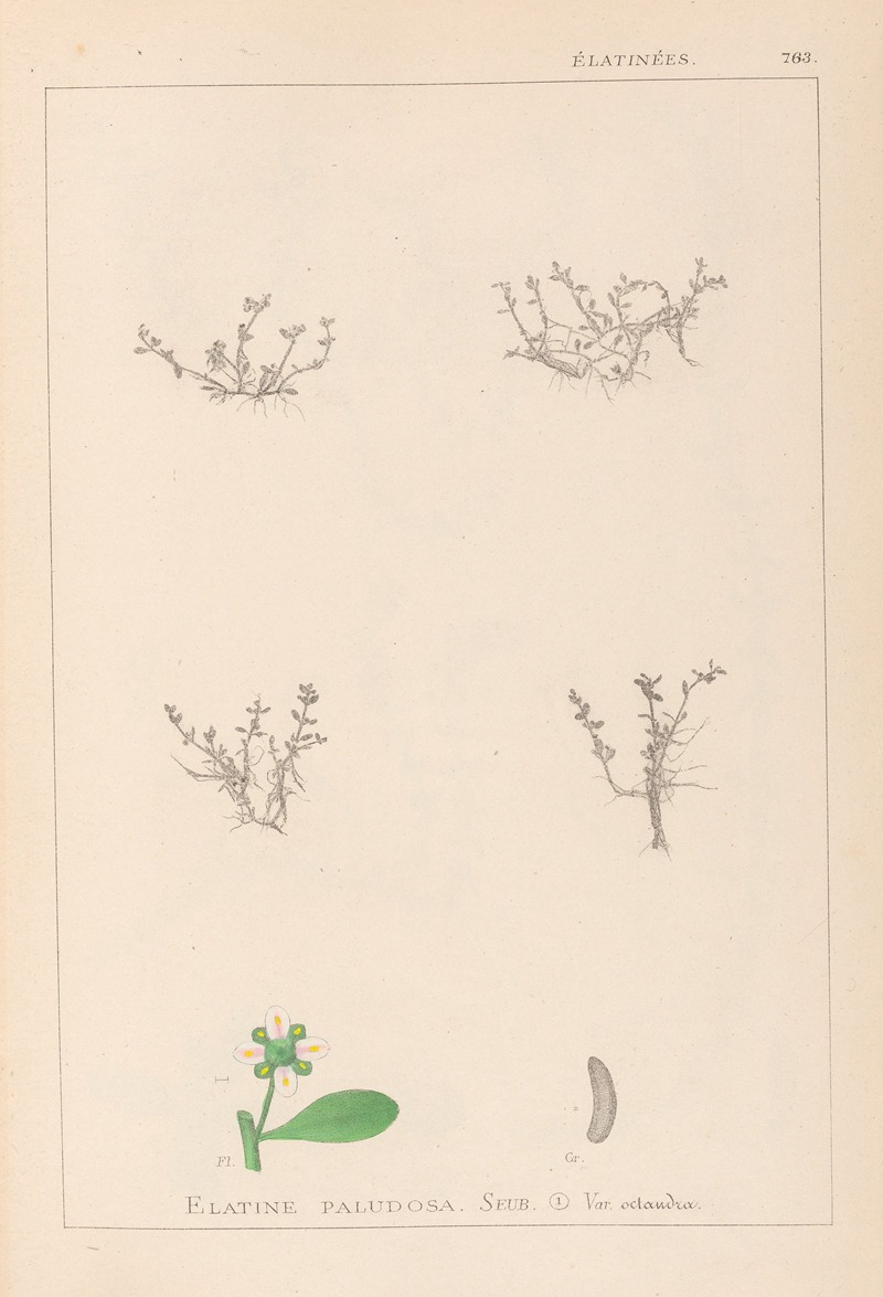 Louis Antoine Cusin - Herbier de la flore française Pl.0005