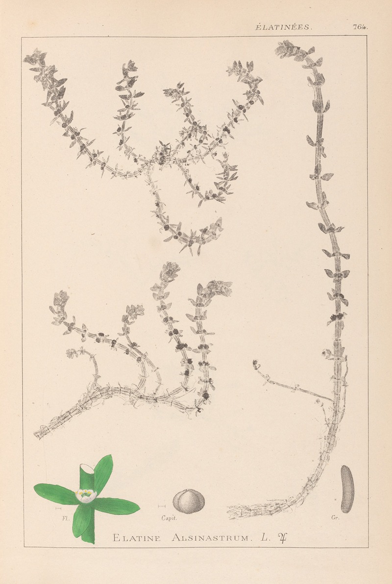Louis Antoine Cusin - Herbier de la flore française Pl.0006