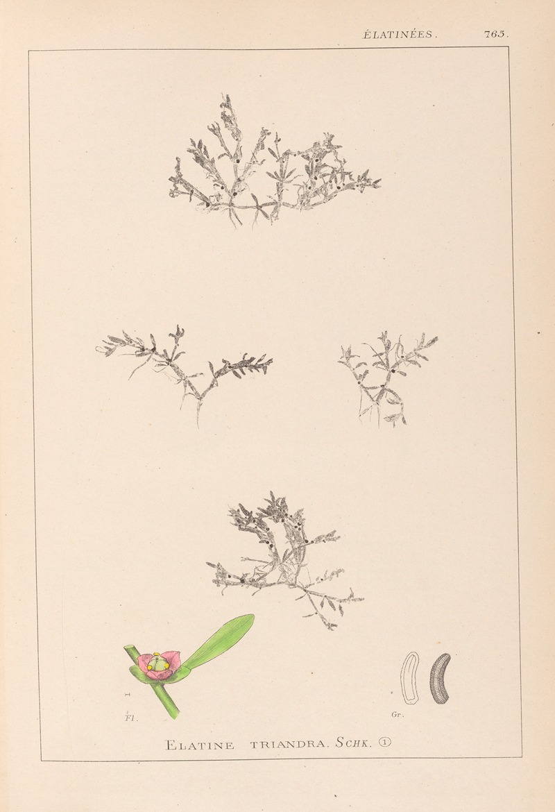 Louis Antoine Cusin - Herbier de la flore française Pl.0007
