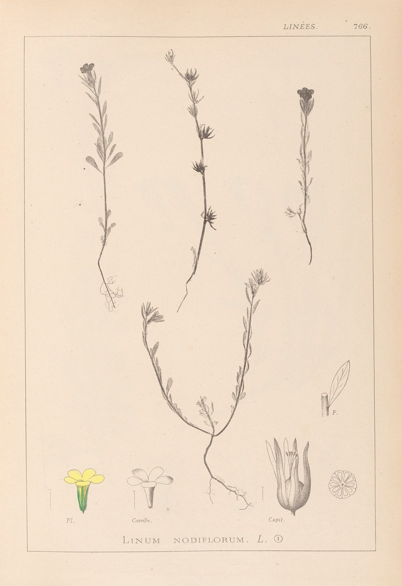 Louis Antoine Cusin - Herbier de la flore française Pl.0008