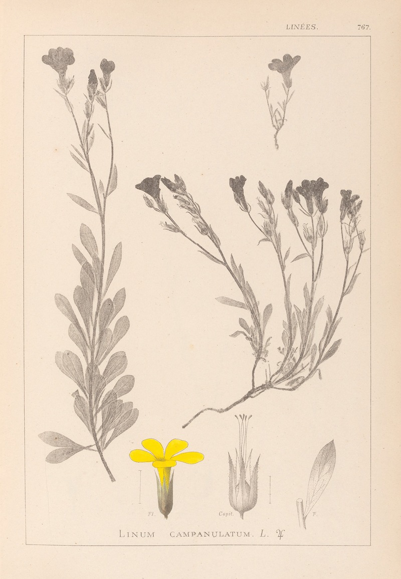 Louis Antoine Cusin - Herbier de la flore française Pl.0009