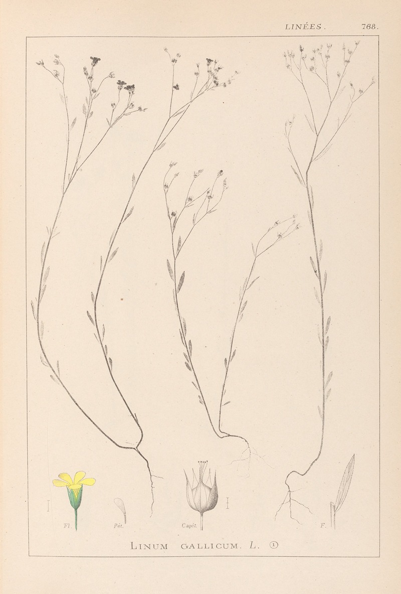 Louis Antoine Cusin - Herbier de la flore française Pl.0010