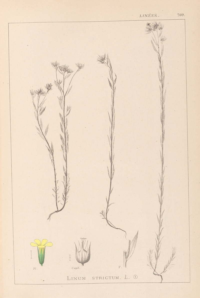 Louis Antoine Cusin - Herbier de la flore française Pl.0011