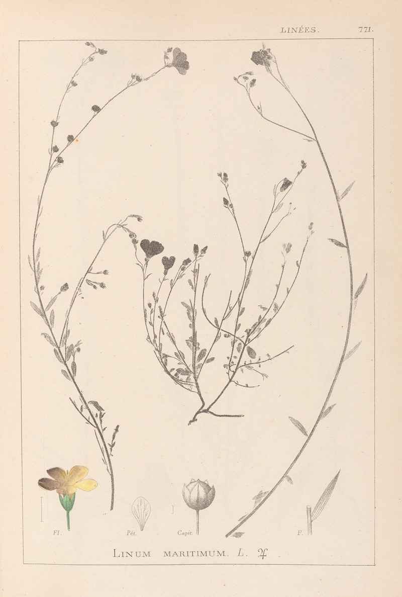 Louis Antoine Cusin - Herbier de la flore française Pl.0013