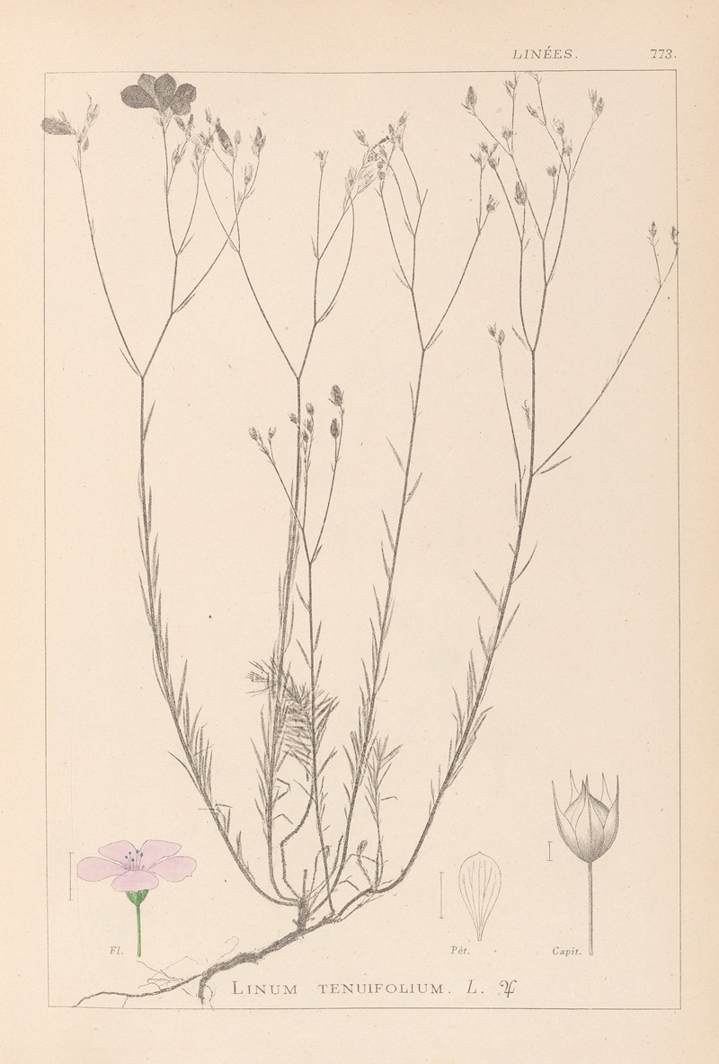 Louis Antoine Cusin - Herbier de la flore française Pl.0015